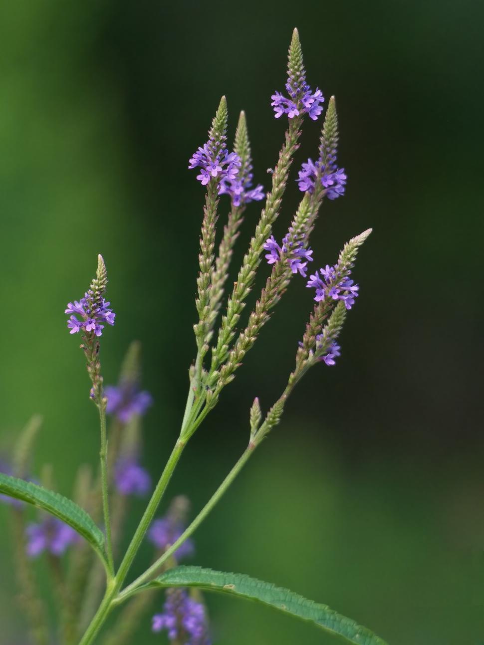 Free Image of Tall flowering plant showcases vibrant purple blossoms against a rich green backdrop 