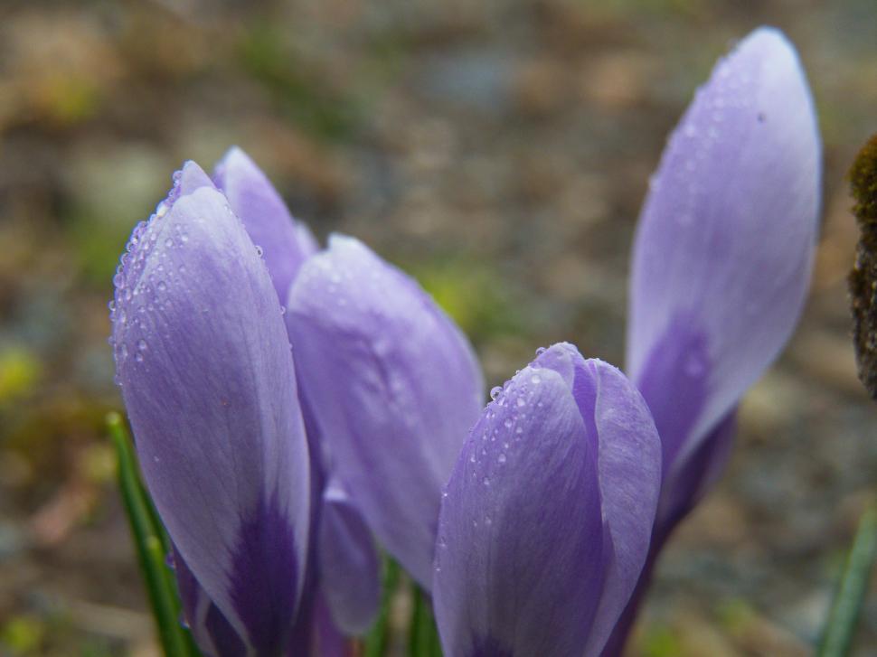 Free Stock Photo of Colors of springtime emerge as crocus flowers bloom ...