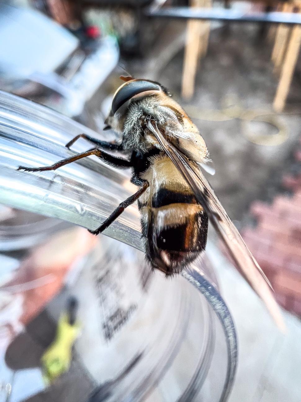 Free Image of Close-up of a hoverfly resting on a transparent container in a garden 