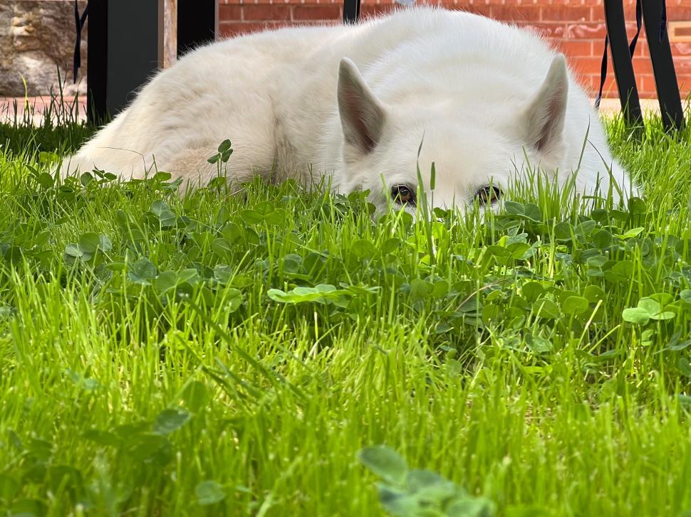 Free Image of White Husky dog relaxing in green grass under a shaded outdoor area 