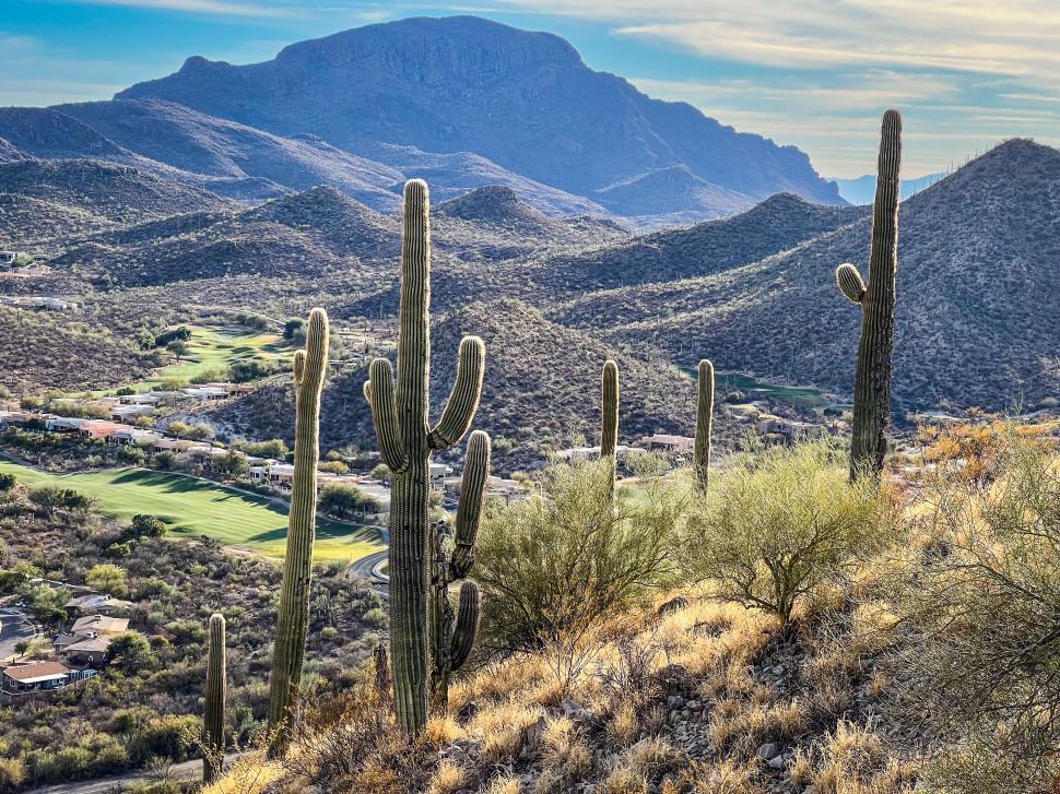 Free Image of Cacti stand tall against a backdrop of rolling hills in the Arizona desert 