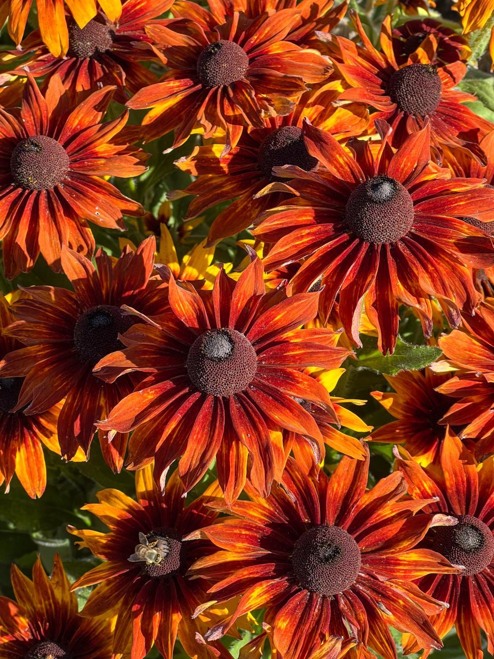 Free Image of Bright orange flowers bloom vibrantly in a sunny garden setting 