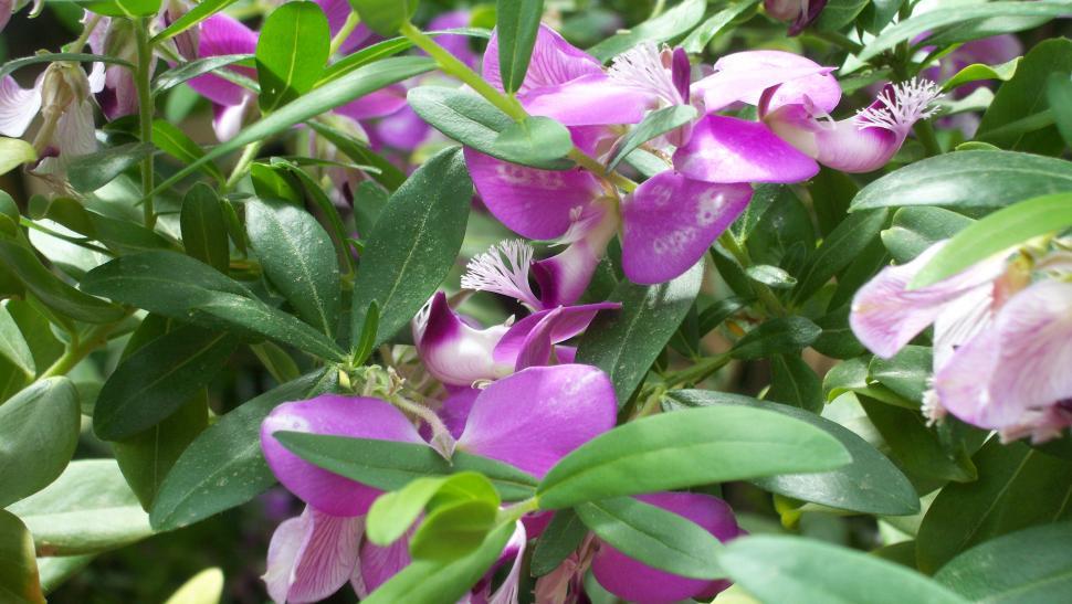 Free Image of Collection of various exotic flowers 