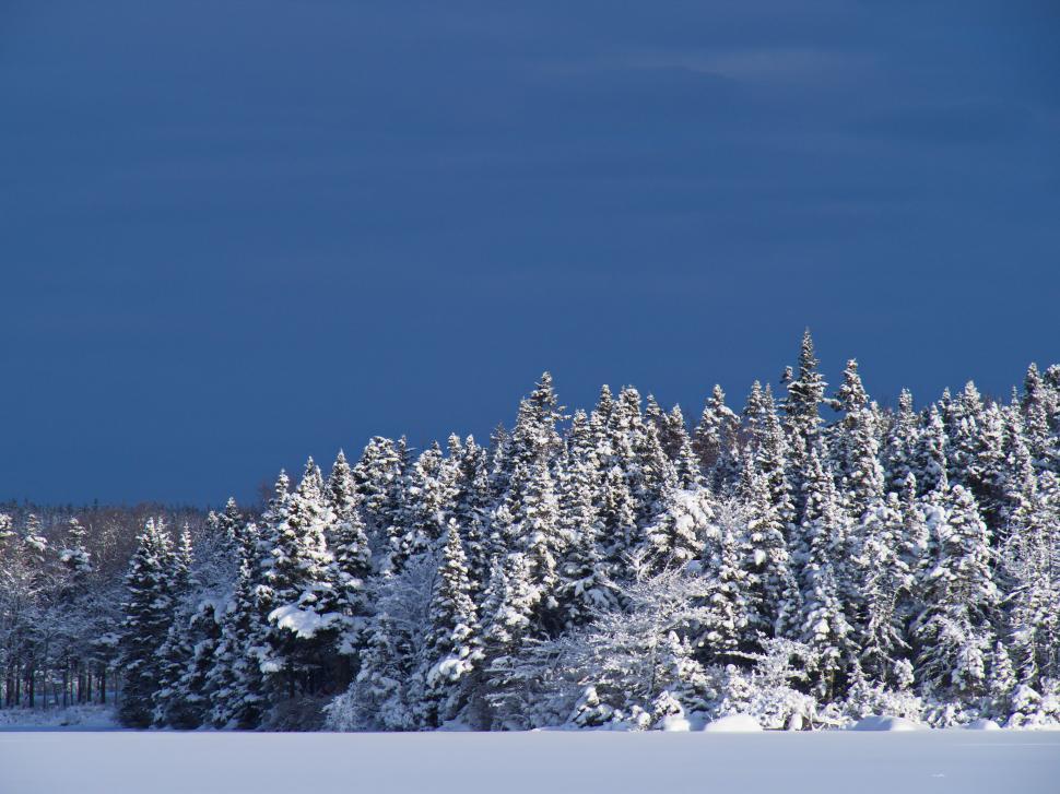 Free Image of Winter landscape with snow-covered trees near frozen lake in serene setting 
