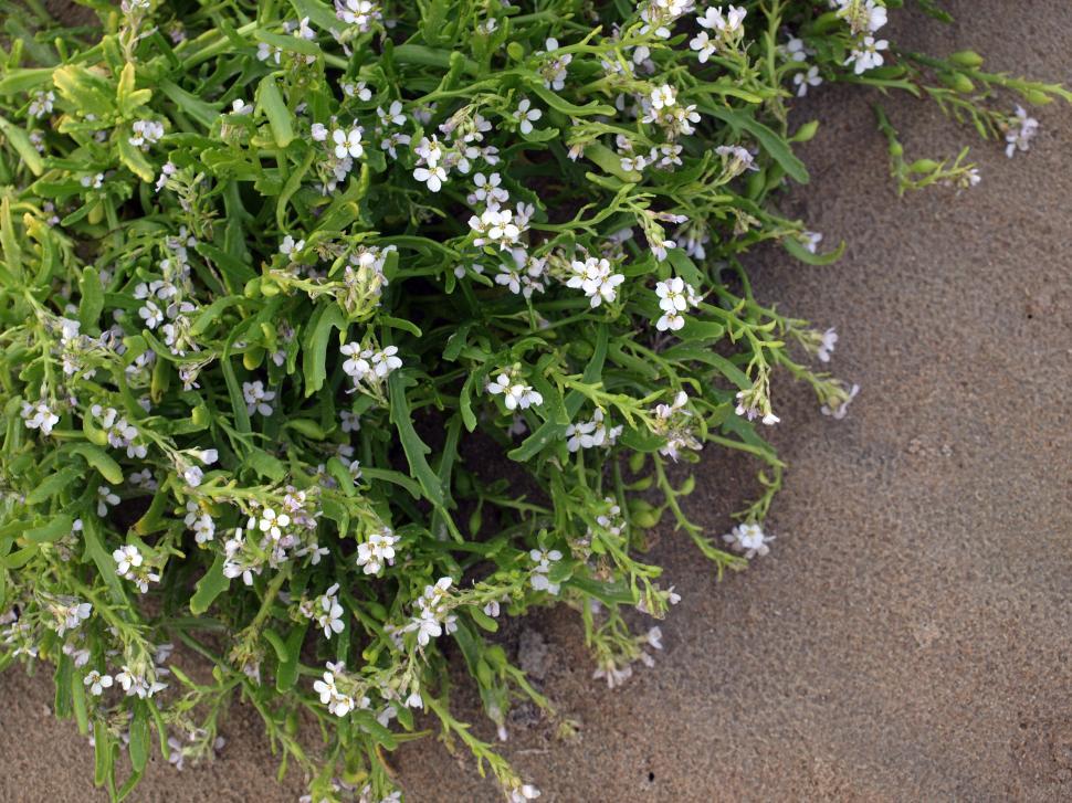 Free Image of Wildflowers bloom on sandy ground in a sunny outdoor setting during springtime 