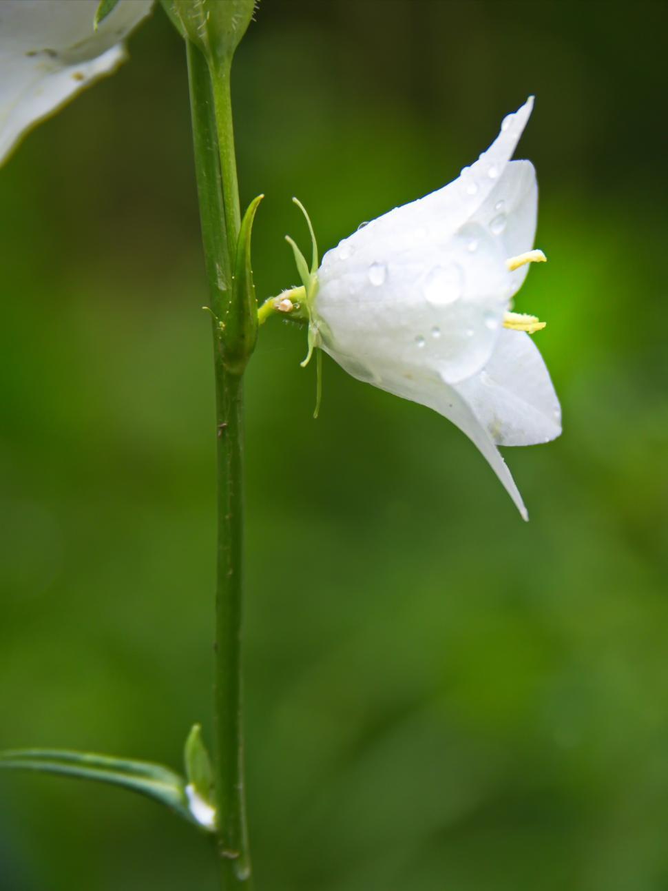 Free Image of White flower with raindrops in a green garden setting 