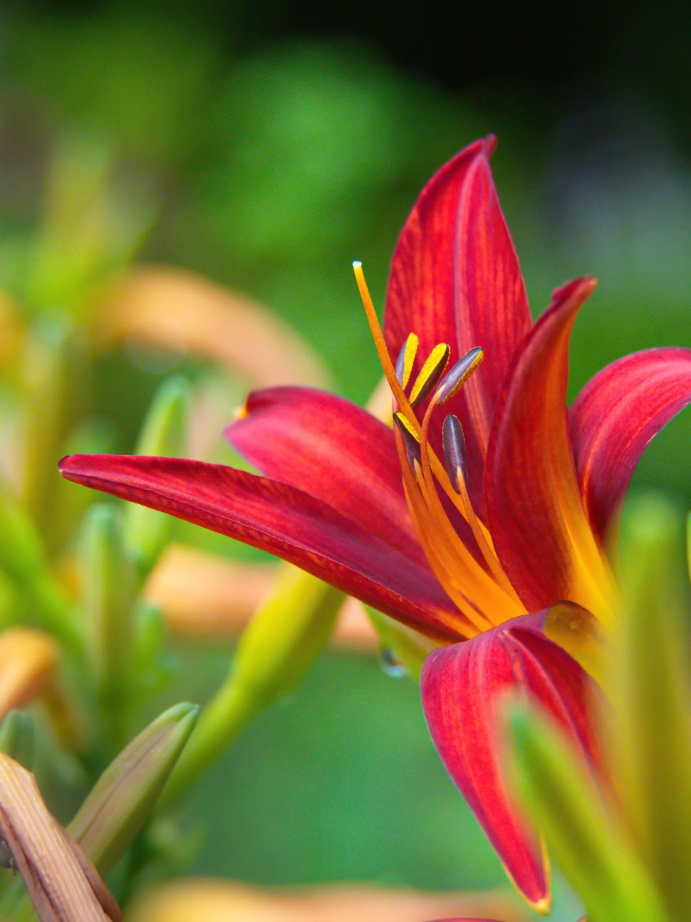 Free Image of Bright red lily blossoms against a vibrant green background in spring garden 