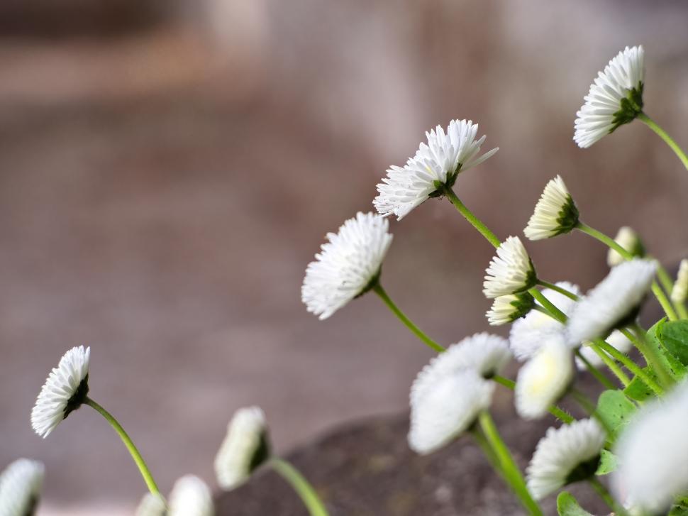 Free Image of White daisies blooming in a garden with soft natural light during spring 