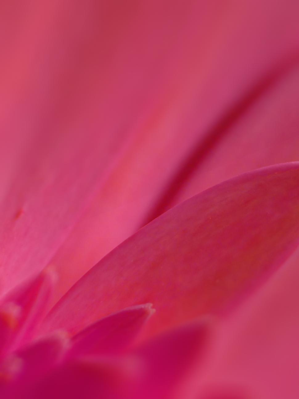 Free Image of Close-up view of vibrant pink flower petals under natural light 