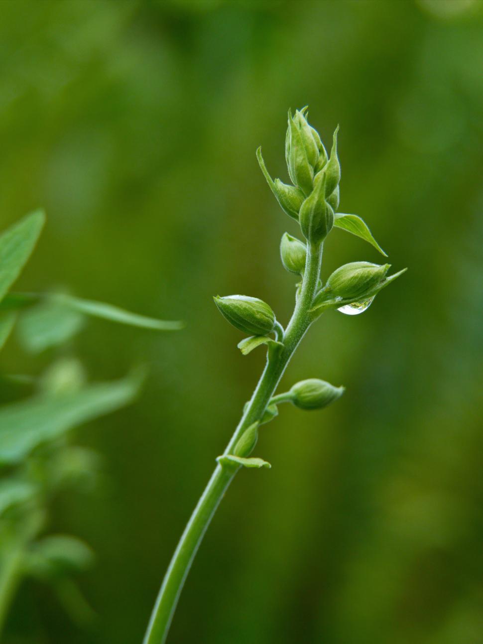 Free Image of Fresh green plant sprouting with droplets in a lush natural environment 