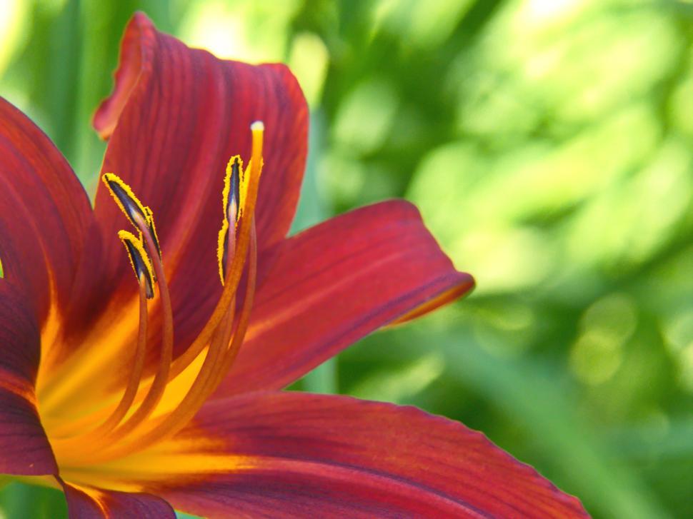 Free Image of Vibrant red and yellow flower blooms in a lush garden during summer 