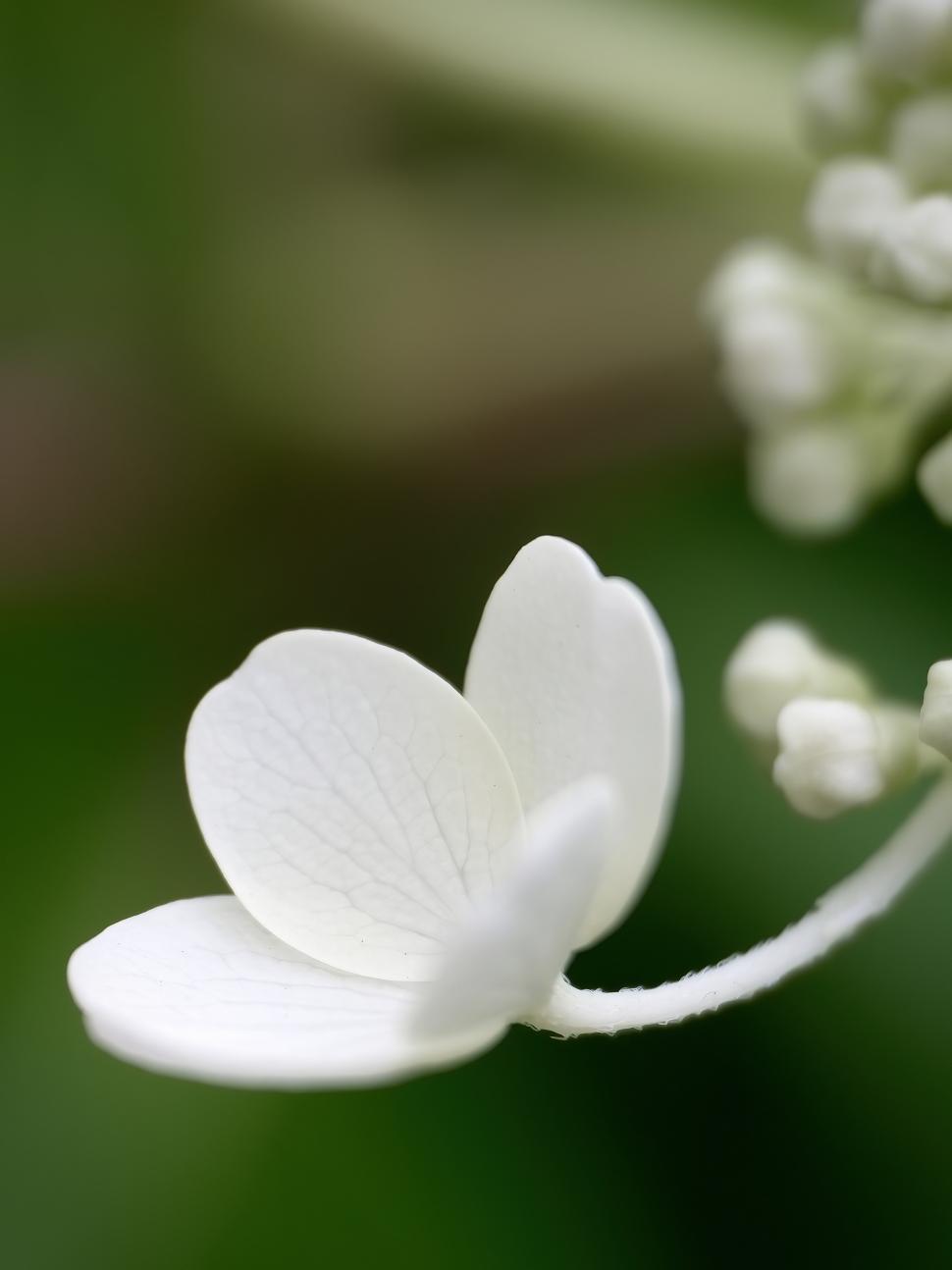Free Image of Delicate white flower blossom with green background in springtime garden 