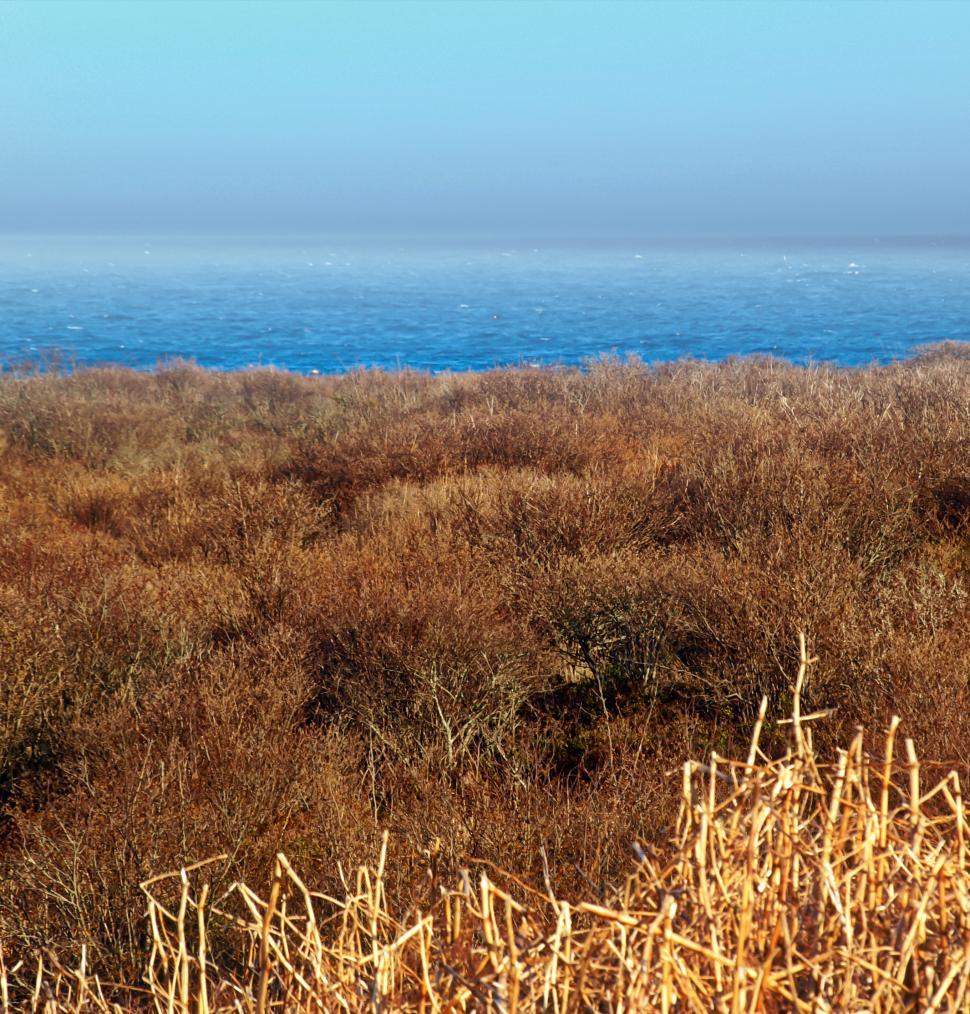 Free Image of Coastal landscape view featuring brown vegetation and calm blue ocean 