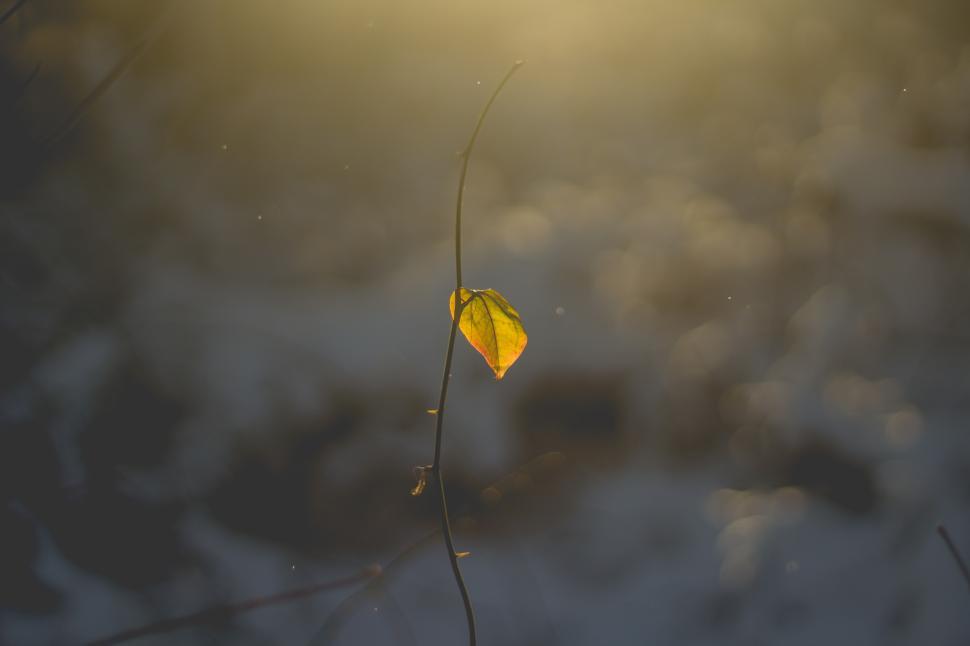 Free Image of Lonely leaf captures sunlight in a winter landscape 