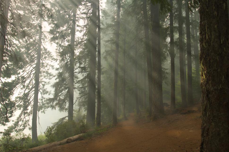 Free Image of Light filters through trees on a misty forest trail in morning 
