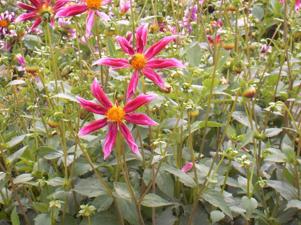 Free Image of Collection of various autumn flowers 