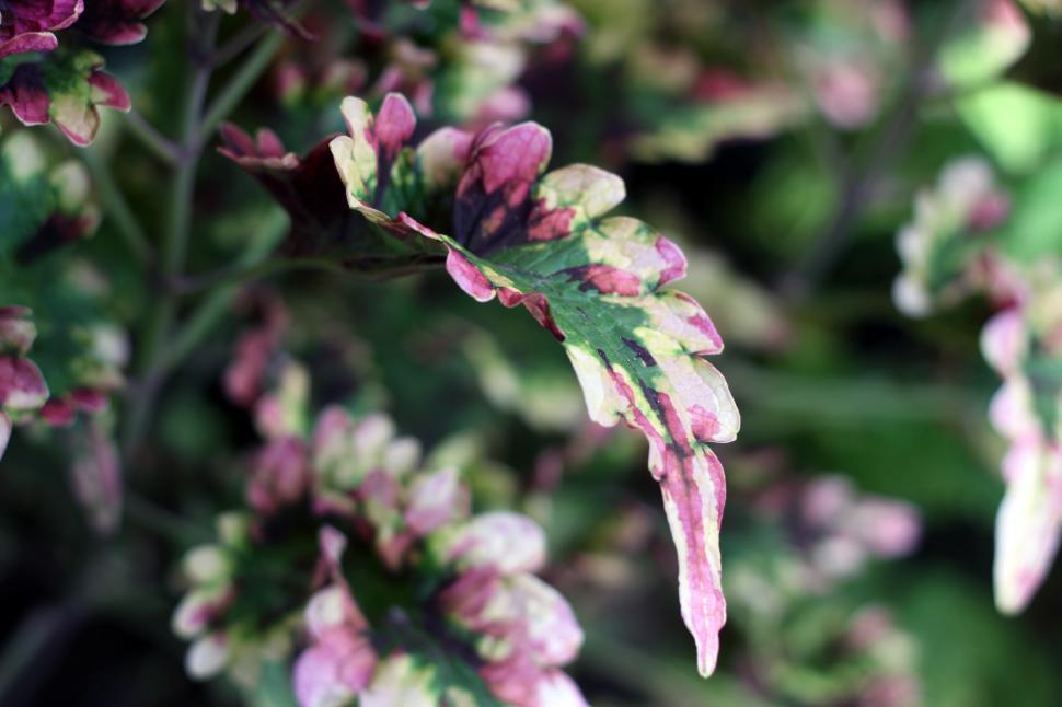 Free Image of Colorful foliage showcasing intricate patterns in a lush garden setting 