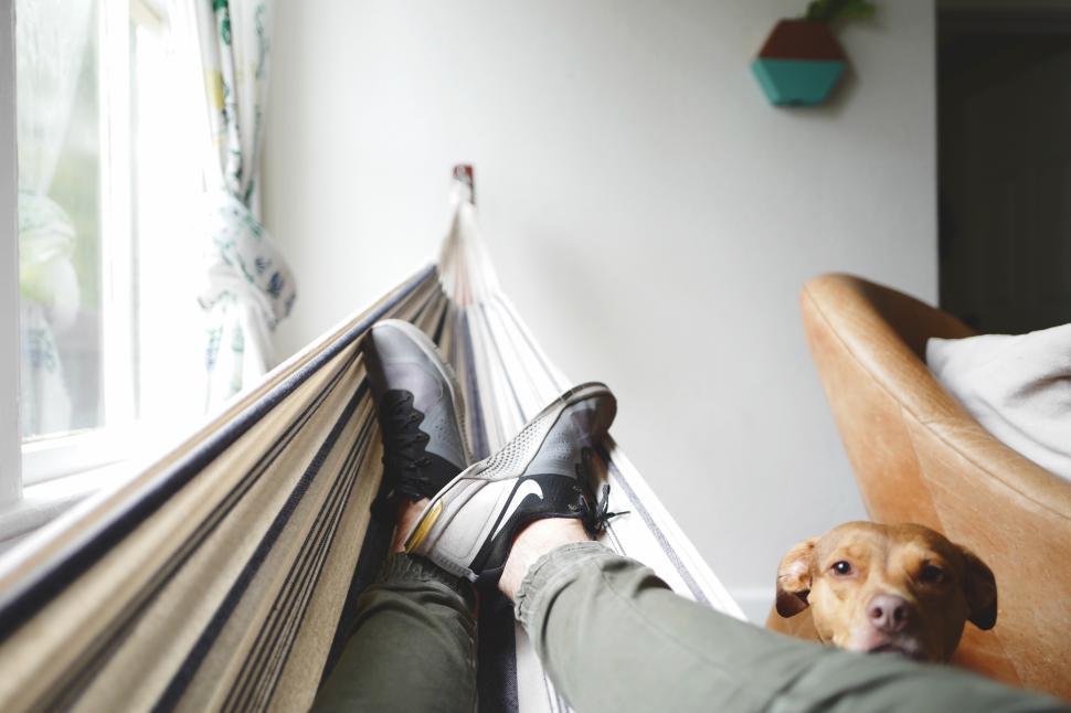 Free Image of Relaxing moment in a hammock with a dog nearby at home 