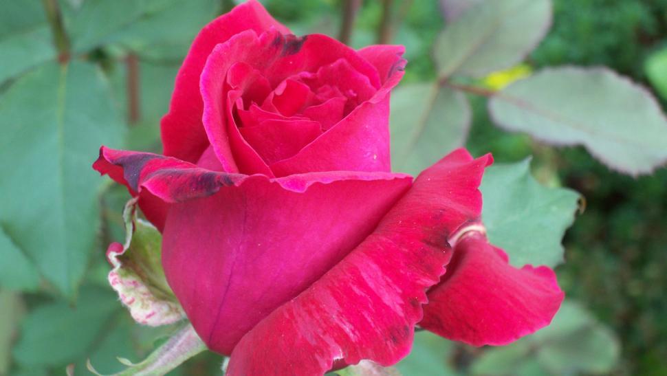 Free Image of Close-ups of rose flowers and petals 