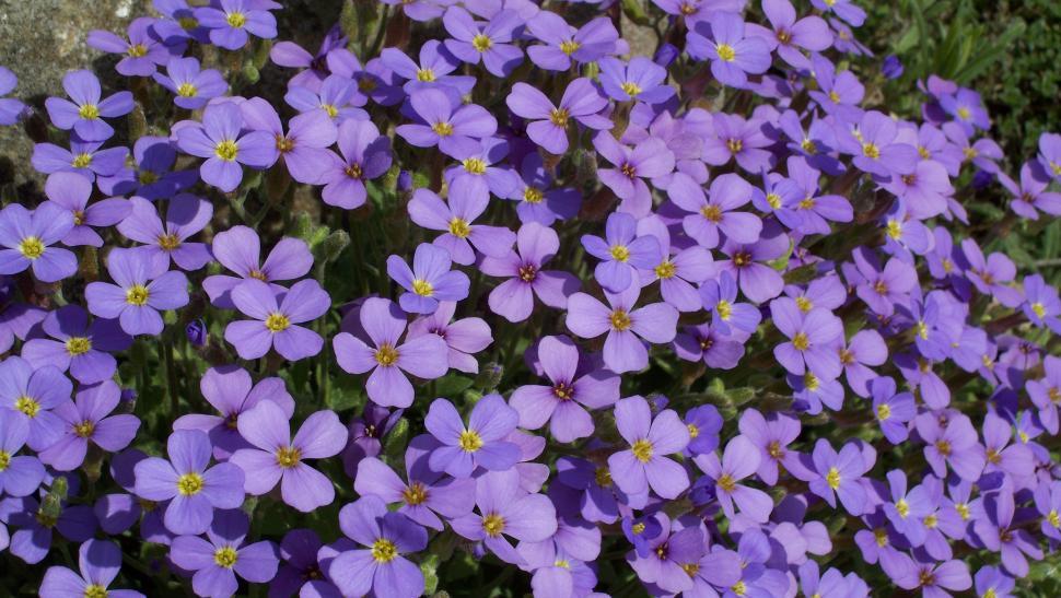 Free Image of Collections and close-ups of various exotic flowers 