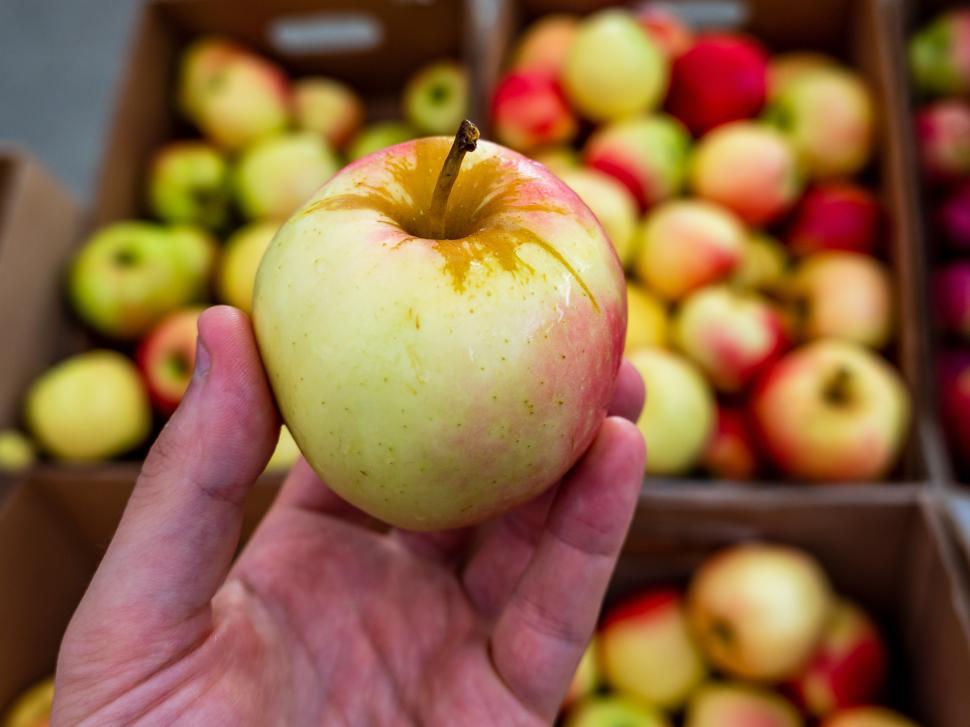 Free Image of Hand holding fresh apple at a market with colorful background of more apples 