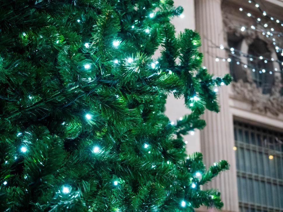 Free Image of Festive greens adorned with lights create a cheerful atmosphere during winter season 