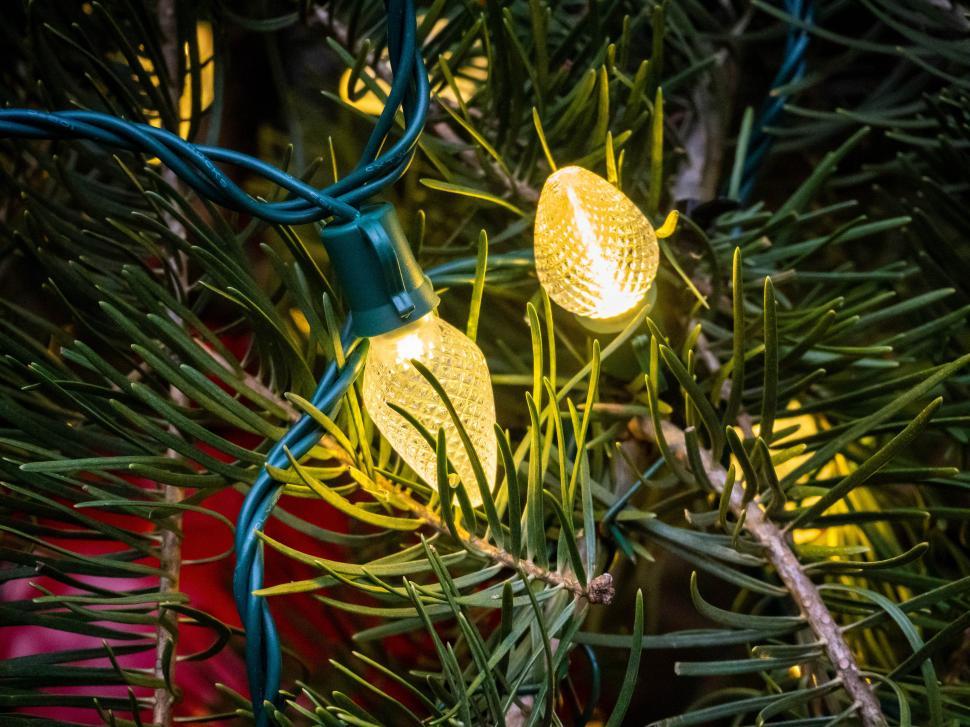 Free Image of Colorful string lights illuminate evergreen branches during winter festivities 
