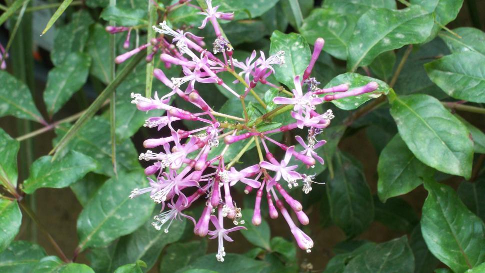 Free Image of Collections and close-ups of various exotic flowers 