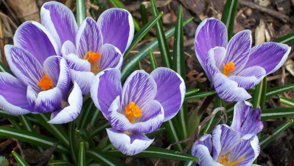 Free Stock Photo Of Crocus Blossoms In Early Spring Season Download Free Images And Free Illustrations