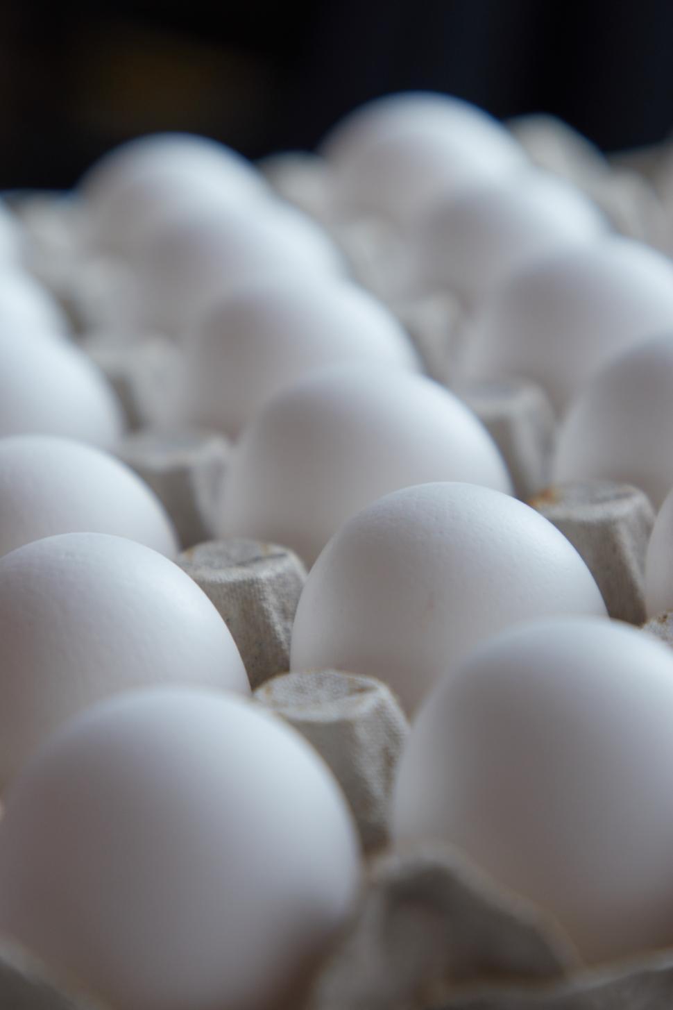 Free Image of Fresh white eggs arranged in an egg carton tray 