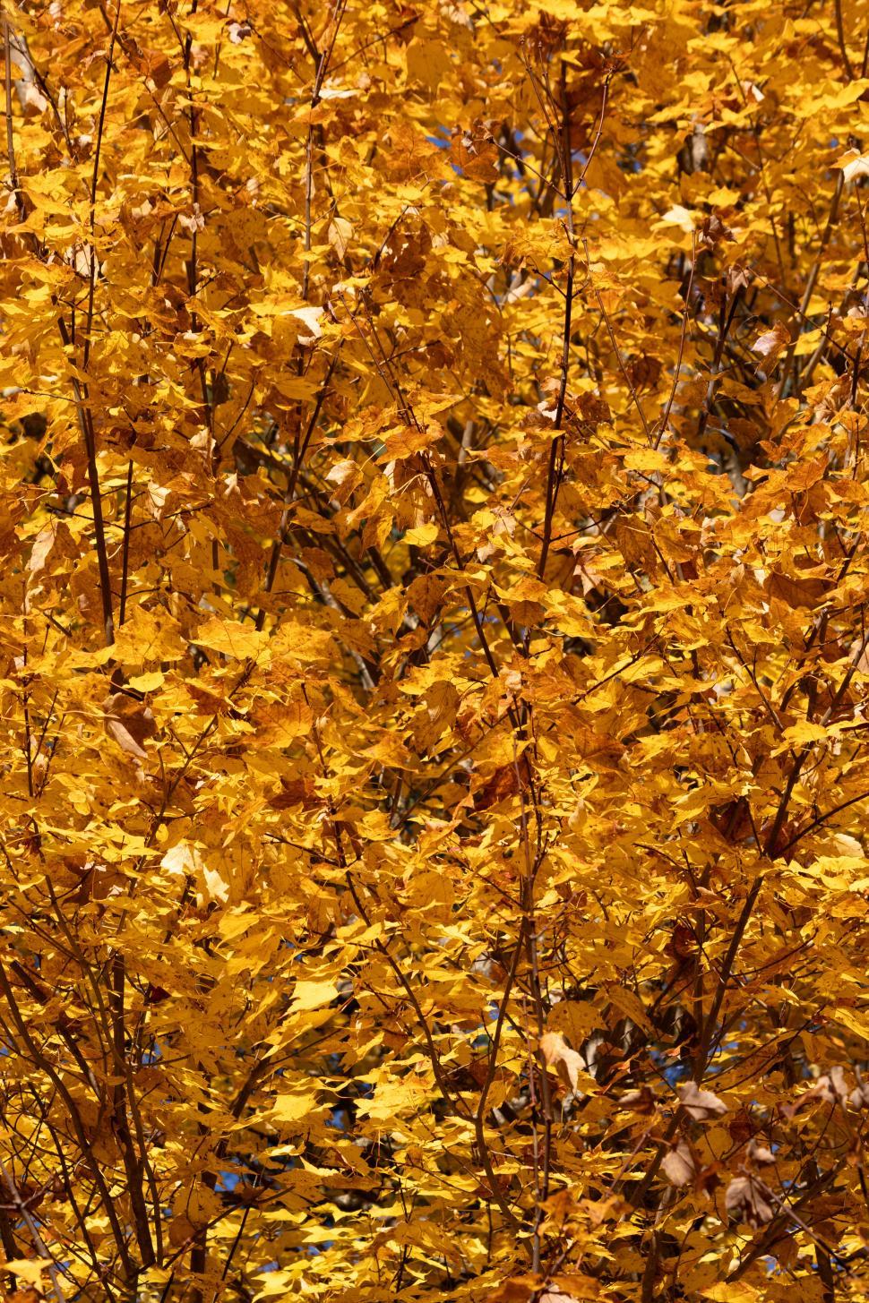 Free Image of Vibrant autumn leaves in a wooded area 