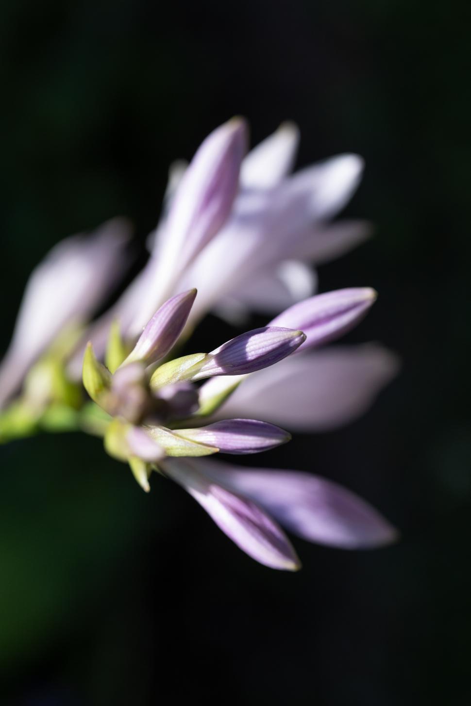 Free Image of Delicate purple flower buds in sunlight 
