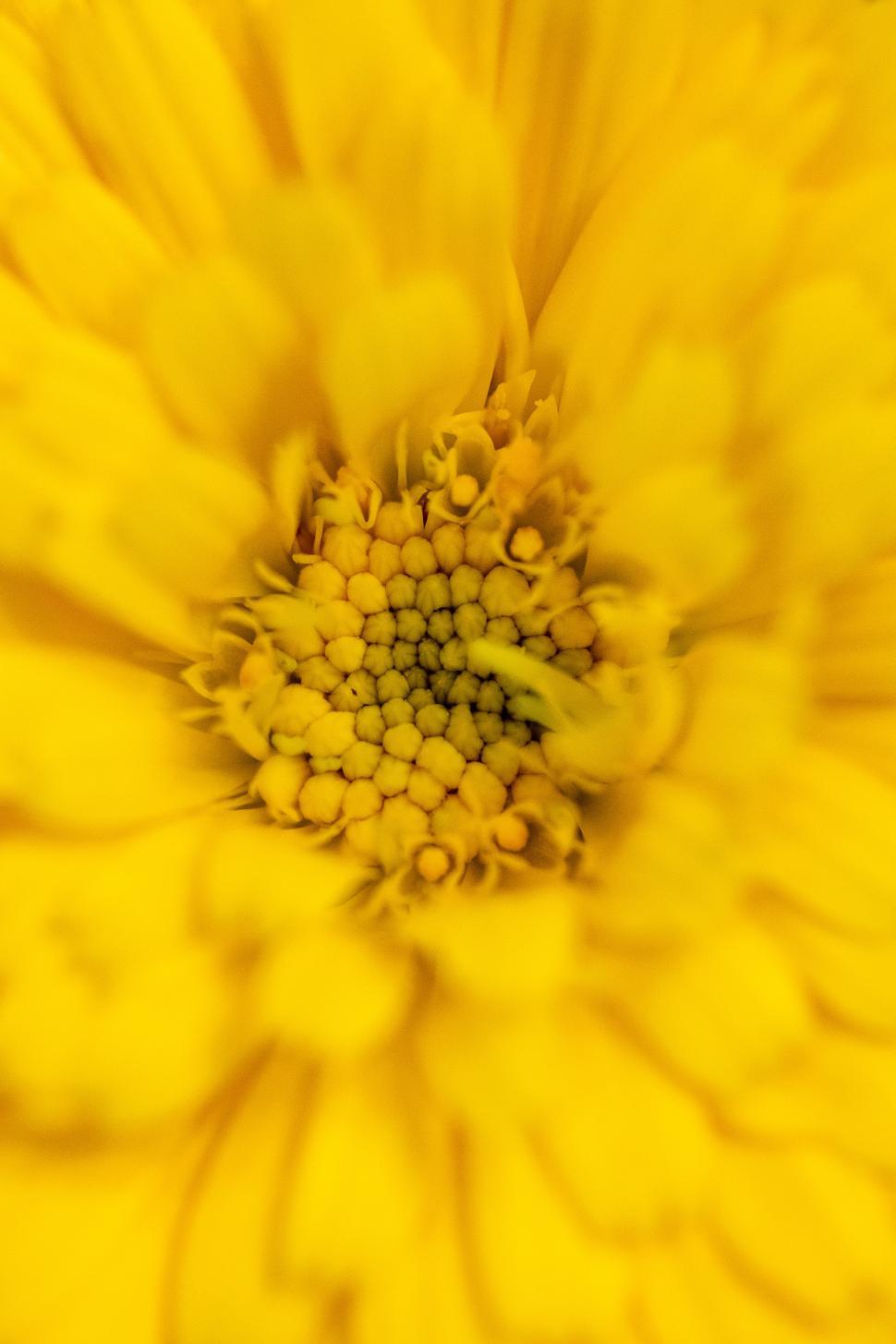 Free Image of Close-up view of vibrant yellow flower petals 