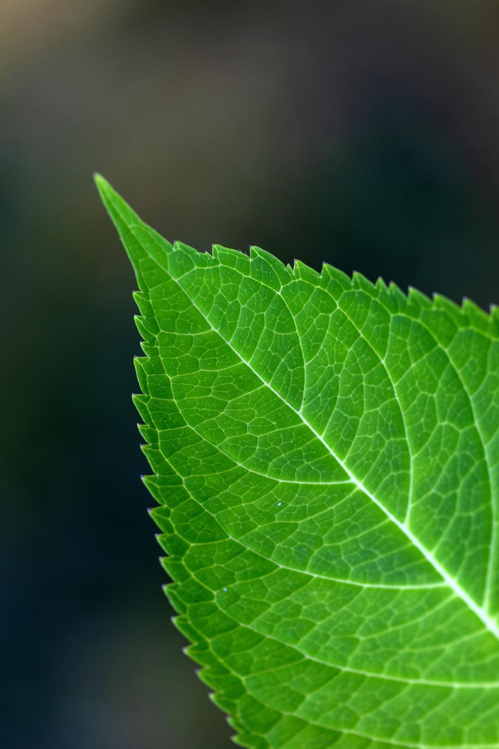 Free Image of Close-up of a vibrant green leaf showing intricate details 