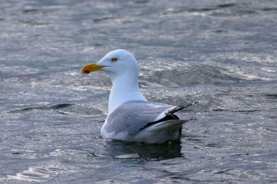 Free Image of Seagull swimming calmly on the water surface 