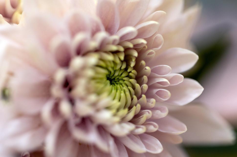 Free Image of Soft pink flower reveals intricate details of nature 