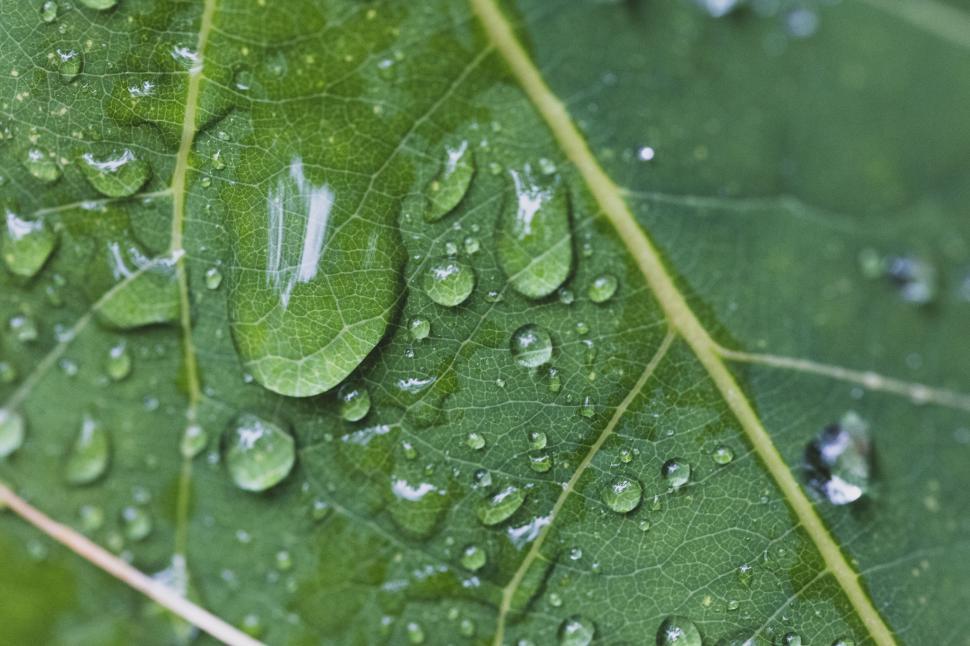 Free Image of Water droplets resting on a green leaf s surface 