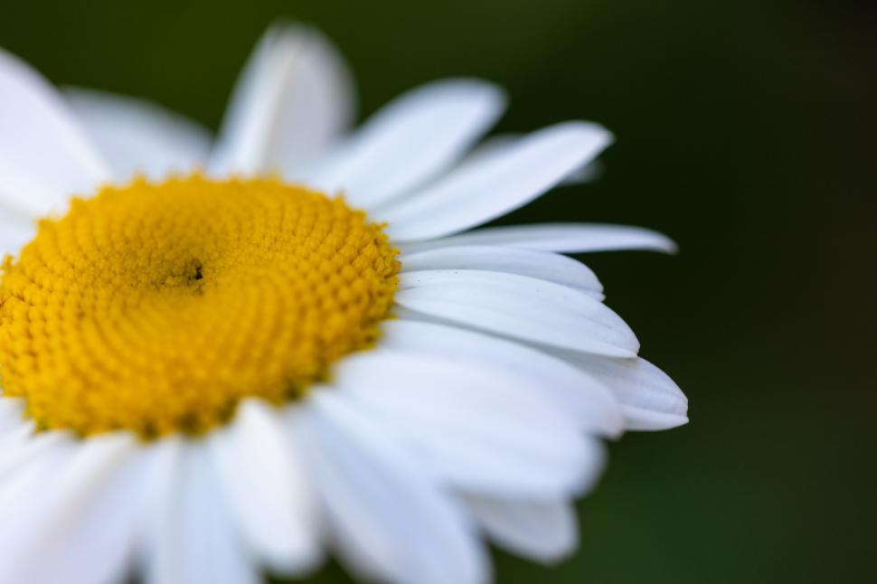 Free Image of Beautiful daisy flower blooms in bright sunlight 