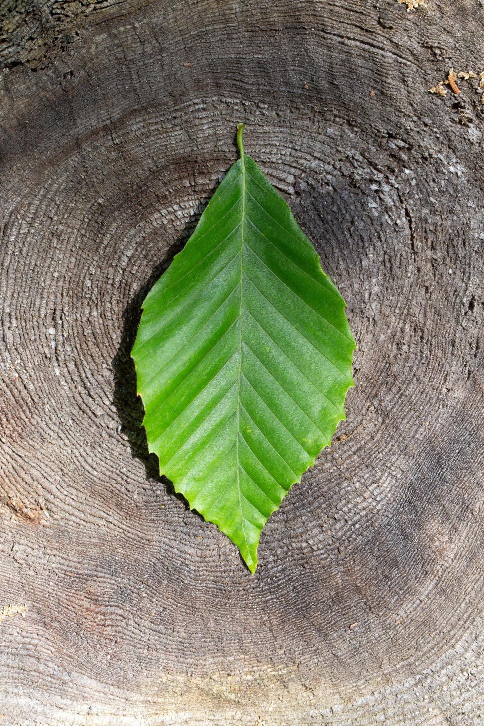 Free Image of Green leaf resting on a textured wooden surface under natural light 