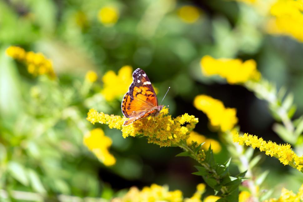 Free Image of Butterfly perched on vibrant yellow flowers during sunny day 