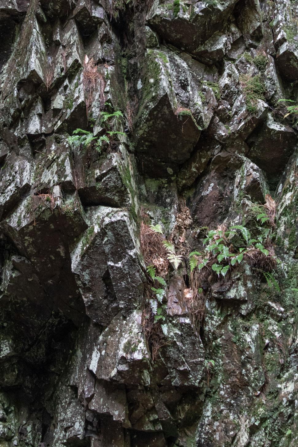 Free Image of Natural stone formation with moss and ferns in a forest setting 