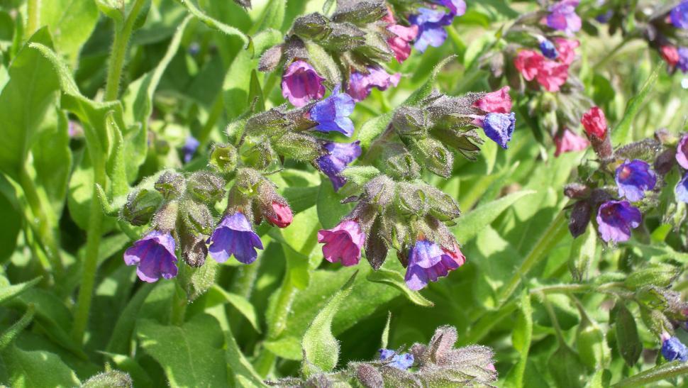 Free Image of Collection of various flowers 