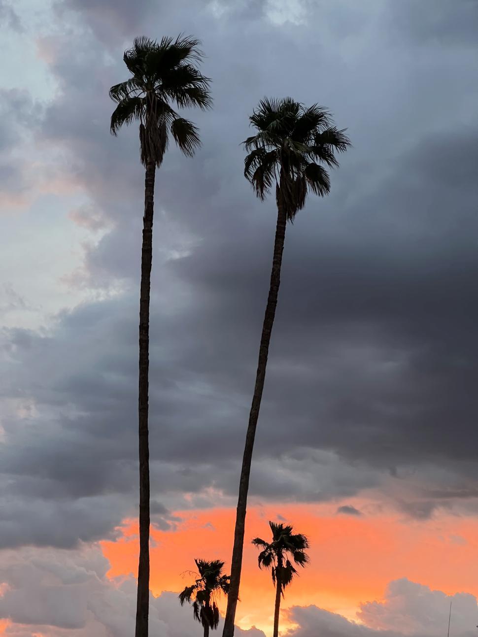 Free Image of Colorful sunset with palm trees against a cloudy sky in the evening 