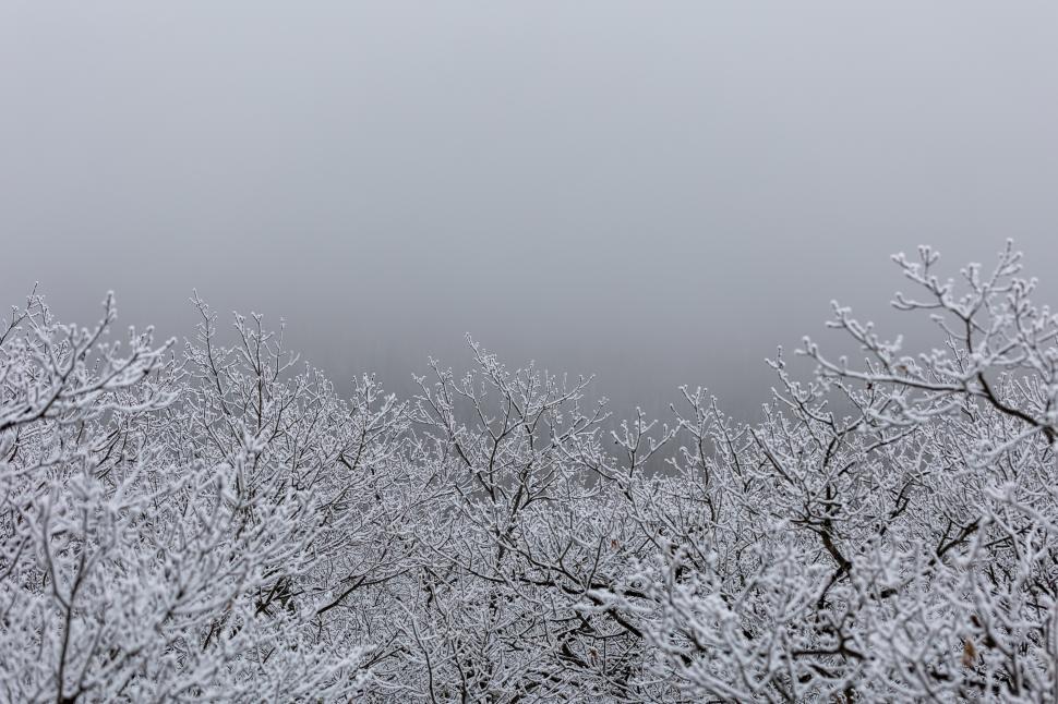 Free Image of Frosty, snow-covered winter landscape 