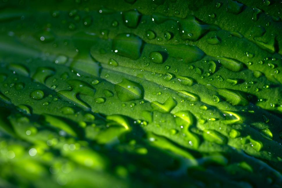 Free Image of Water droplets glistening on a green leaf surface 