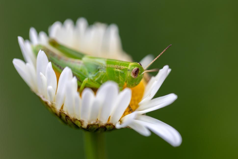 Free Image of Green grasshopper resting on a daisy flower in spring 