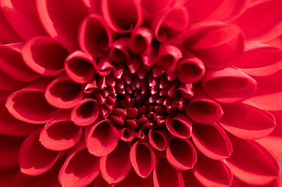 Free Image of Vibrant red dahlia blooms in detailed close-up view 