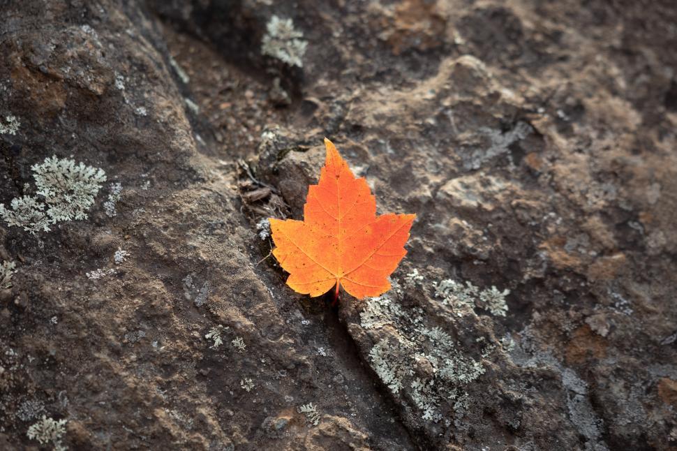 Free Image of Bright orange leaf resting on rocky surface outdoors 
