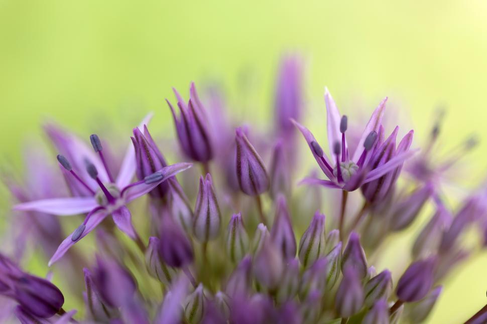 Free Image of Purple flowers bloom in bright spring sunlight 