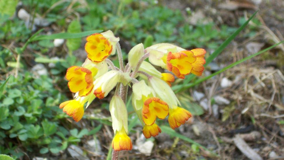 Free Image of Collection of various flowers 